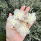 Lemon Flower Hair Ties (each)